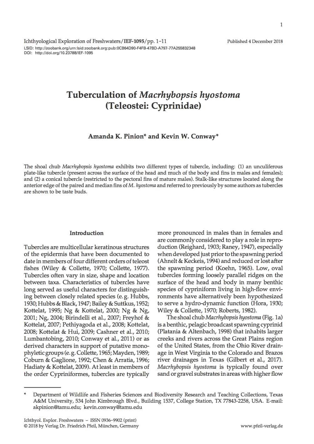 Tuberculation of Macrhybopsis hyostoma (Teleostei: Cyprinidae)