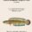 Francis Hamilton’s Gangetic Fishes