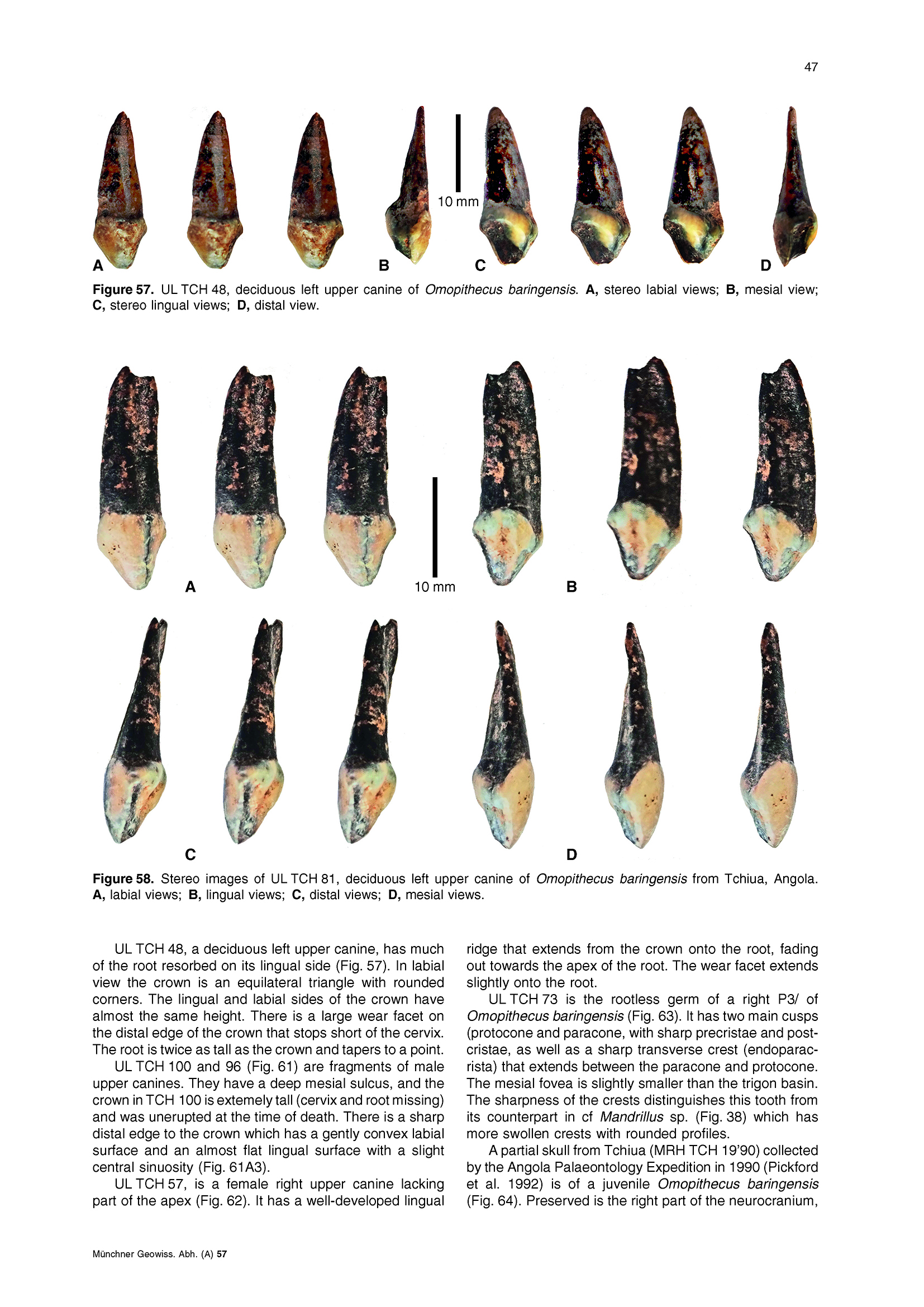 Descriptive Catalogue of Pliocene cercopithecoid Fossils (Primates ...