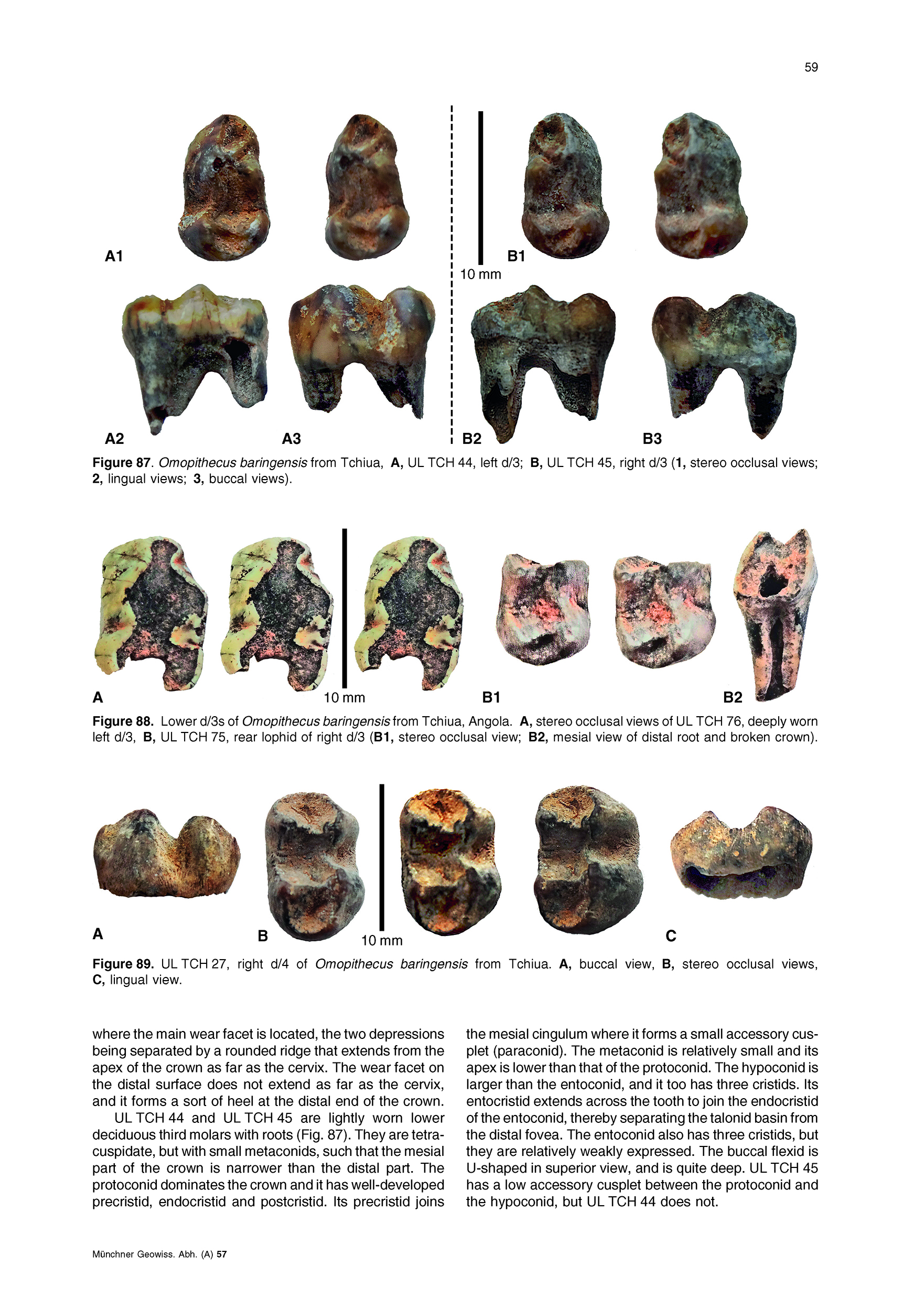 Descriptive Catalogue of Pliocene cercopithecoid Fossils (Primates ...