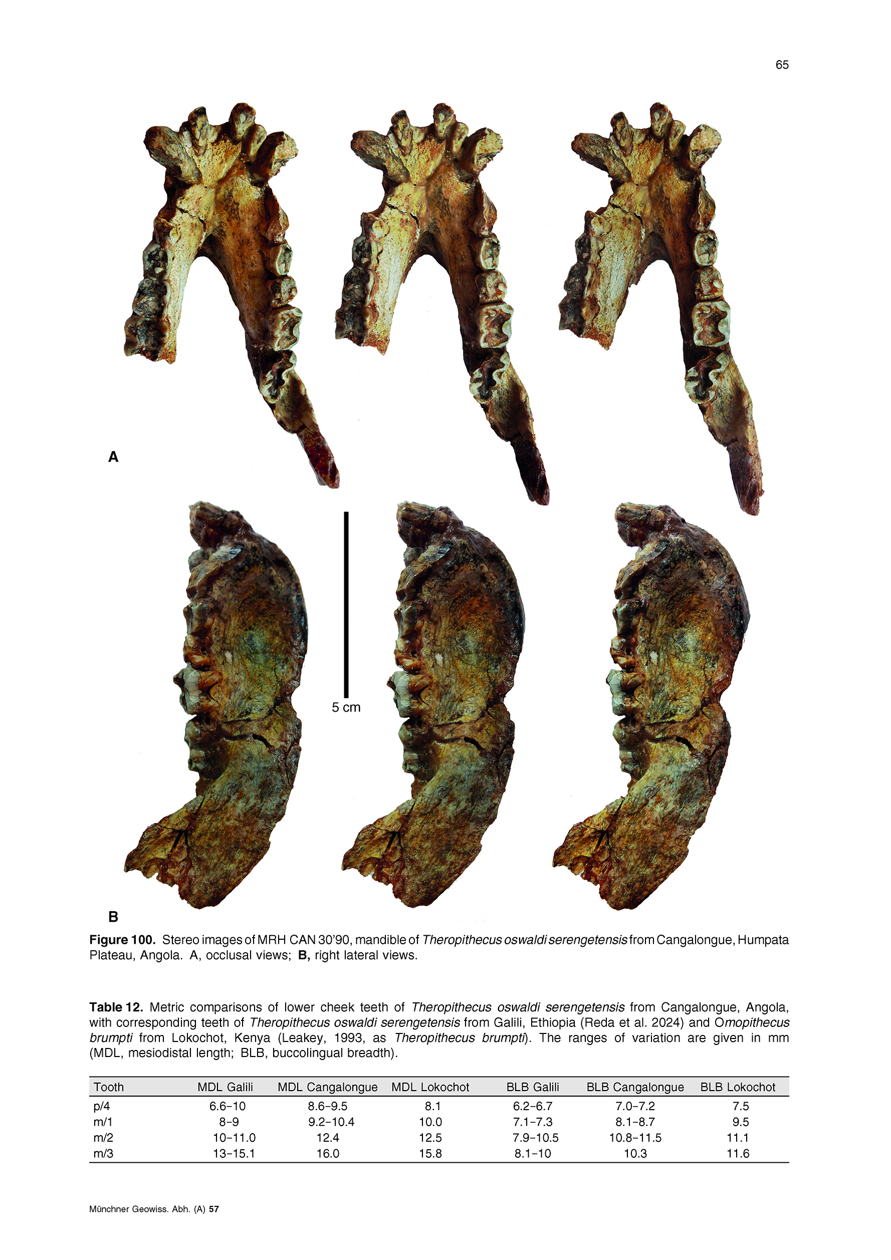 Descriptive Catalogue of Pliocene cercopithecoid Fossils (Primates ...