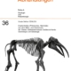 Elephantoidea (Proboscidea, Mammalia) aus dem Mittel- und Obermiozän der Oberen Süßwassermolasse Süddeutschlands: Odontologie und Osteologie