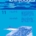 †Xiphiorhynchoides haeringensis, a new genus and species of Billfish - Paleontology of the Oligocene Ashley and Chandler Bridge Formations of South Carolina