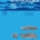 The genus Heterodontus in the Early Paleogene of the North Sea Basin and the Landes, France